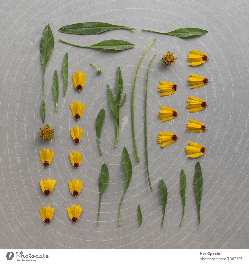 Flower kit Plant Leaf Blossom Esthetic Broken Funny Yellow Gray Green Super Still Life Part Classification knolling Division construction kit Collection Arrange