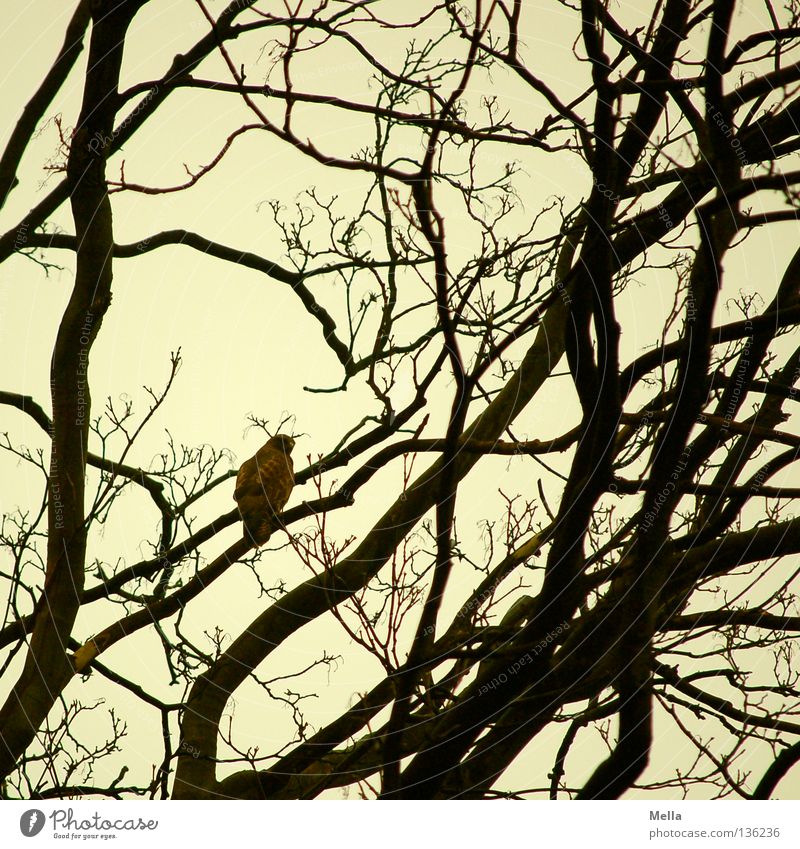 Buzzard Spring II Nature Tree Twigs and branches Animal Bird Hawk Common buzzard 1 Sit Environment Colour photo Exterior shot Day Silhouette Rear view Deserted
