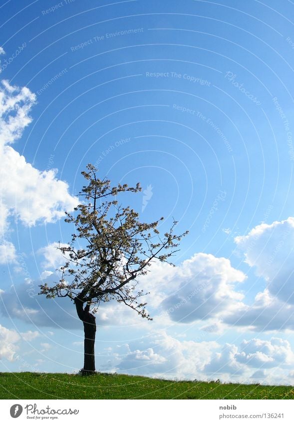 solitary Loneliness Tree Green Clouds Meadow Spring Calm Mono Sky Blue Sun