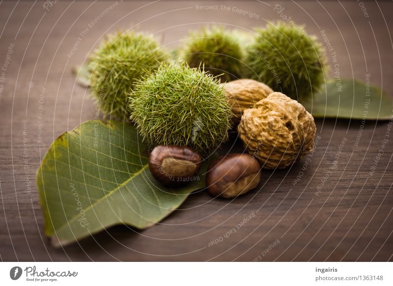 autumn fruit Fruit Nutrition Autumn Plant Leaf Sweet chestnut Walnut Edible nut Wood Delicious Natural Round Thorny Dry Brown Green Tree fruit Subdued colour
