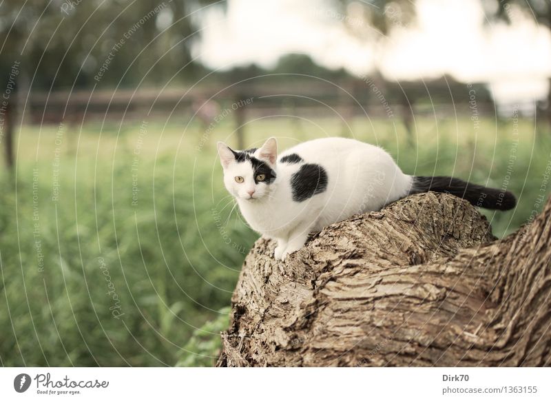 Posing for the Photographer II Nature Autumn Beautiful weather Tree Grass Tree trunk Tree bark Willow tree Meadow Field Pasture Pasture fence Animal Pet Cat