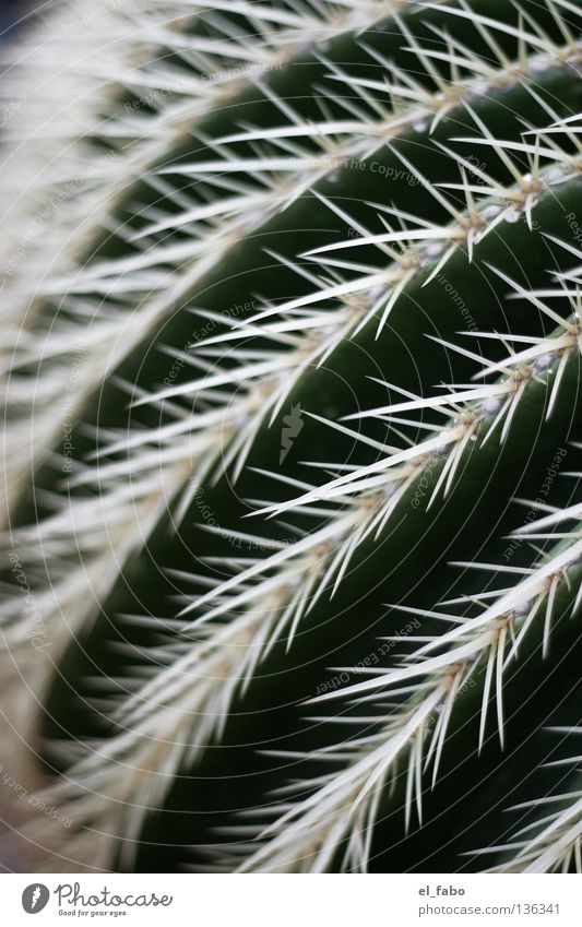 [YT=QCKhz2r3vn8] Cactus Plant Green Dry Stripe Furrow Africa Desert peaks Thorn Life Point Pain etc etc