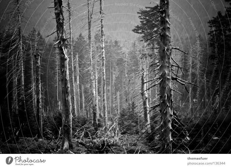 dead forest in bw Tree Forest Forest death Environment Climate change Bark-beetle Ecological disaster Apocalypse Building lot Energy crisis Future Present Day