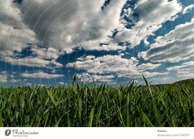 cloud curtains Cloud field Field Agriculture Cloud formation Wisp of cloud Clouds in the sky Panorama (View) Green White Sky blue Nature Landscape