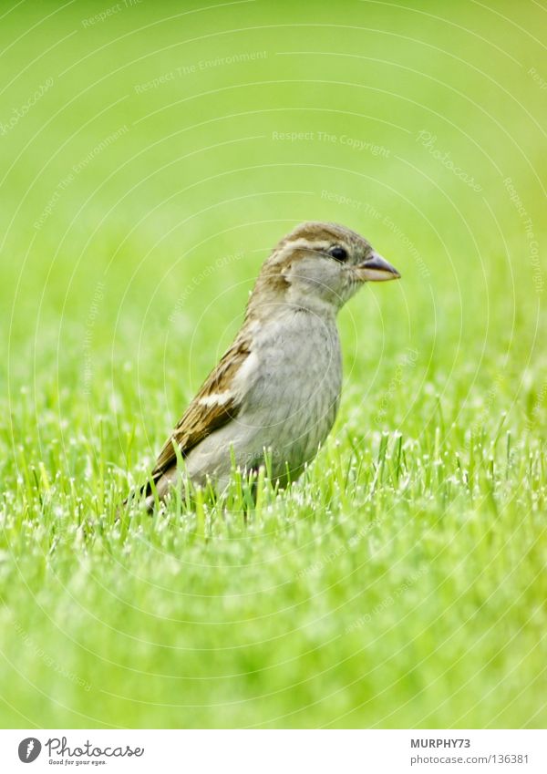 Hello... Is there who? Sparrow Bird Beak Feather Animal Silhouette Brown Beige Gray Green Spring Garden Park queen sparrow Lady female sparrow female bird Lawn