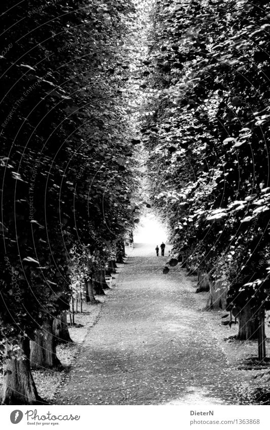 two Human being Child Man Adults 2 Tree Park Gray Black White Avenue Lanes & trails Light Black & white photo Exterior shot Copy Space left Copy Space bottom