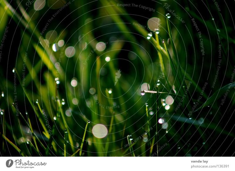 Green green gras of home Grass Fresh Dark Point of light Meadow Spring Macro (Extreme close-up) Close-up Dot Rope Drops of water Nature