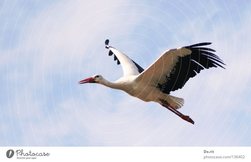 fly away Stork White Stork Beak Free flight Blue sky Sunlit Poultry Feather Large Search Calm Far-off places Birth Bird Africa Spring House Stork walking bird