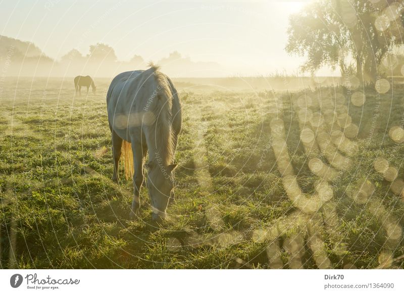 Breakfast in the morning fog Ride Sun Sunlight Autumn Beautiful weather Fog Tree Grass Pasture Meadow Bremen Lower Saxony Pet Farm animal Horse Gray (horse)