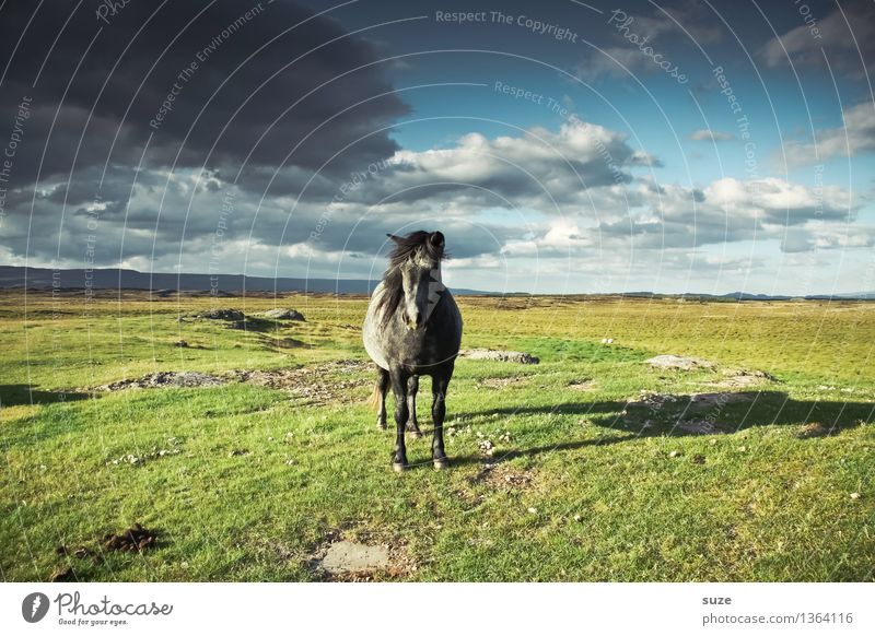 Does not drive any more - stands. Freedom Nature Landscape Animal Sky Clouds Storm clouds Horizon Summer Beautiful weather Meadow Farm animal Wild animal Horse