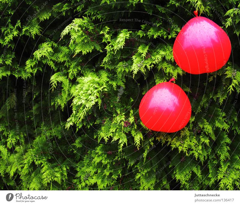 The cherries are ripe Balloon Hang Get caught on Heart-shaped Green Red Hedge Flying Summerfest Valentine's Day Dangle Blown away Wet Rain Decoration Garden
