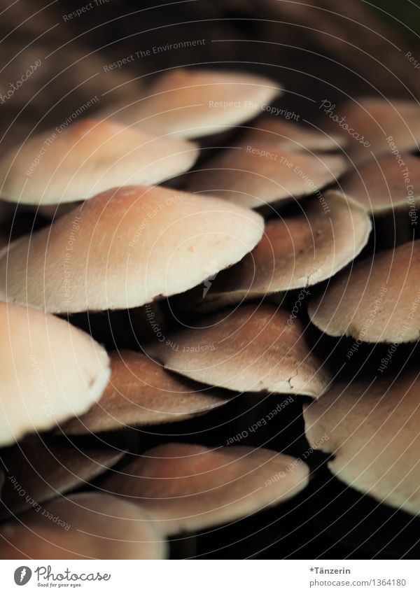 Can you eat them? Nature Plant Autumn Mushroom Forest Dark Brown Colour photo Subdued colour Exterior shot Close-up Deserted Day Shallow depth of field
