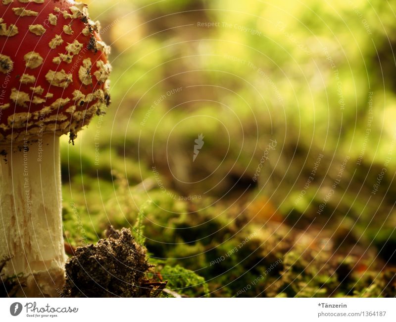 Dinner! Nature Plant Earth Autumn Moss Amanita mushroom Forest Red White Poison Dangerous Colour photo Multicoloured Exterior shot Close-up Deserted Day