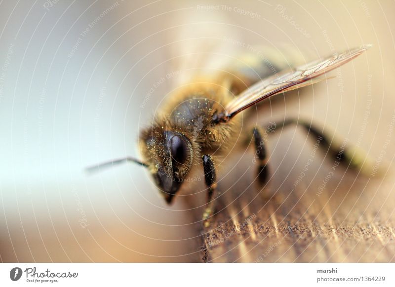 bee Nature Animal Garden Farm animal Wild animal Bee 1 Moody Endangered species Wing Blur Honey bee Bee-keeper Colour photo Exterior shot Close-up Detail