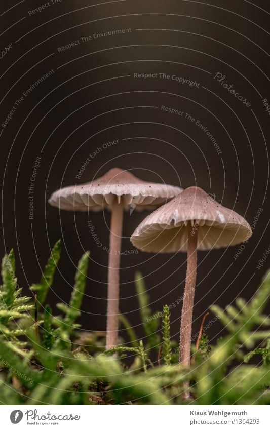 Farewell to the mushroom season Environment Nature Plant Autumn Moss Mushroom Mushroom cap Forest Stand Beautiful Brown Gray Green Black Loneliness Lamella