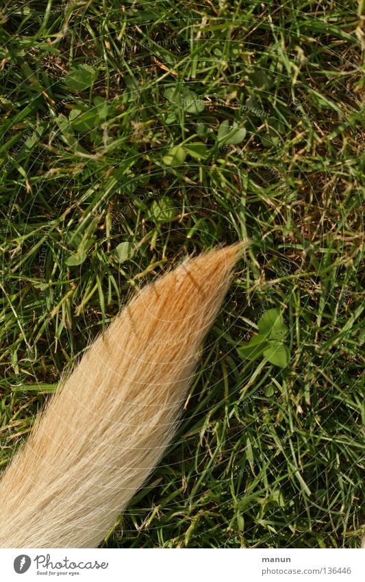 A piece of dog III Grass Meadow Tails Fishing rod Pelt Blonde Green Labrador Yellow Dog Leaf Animal Spring Summer Calm Cloverleaf Paintbrush Mammal