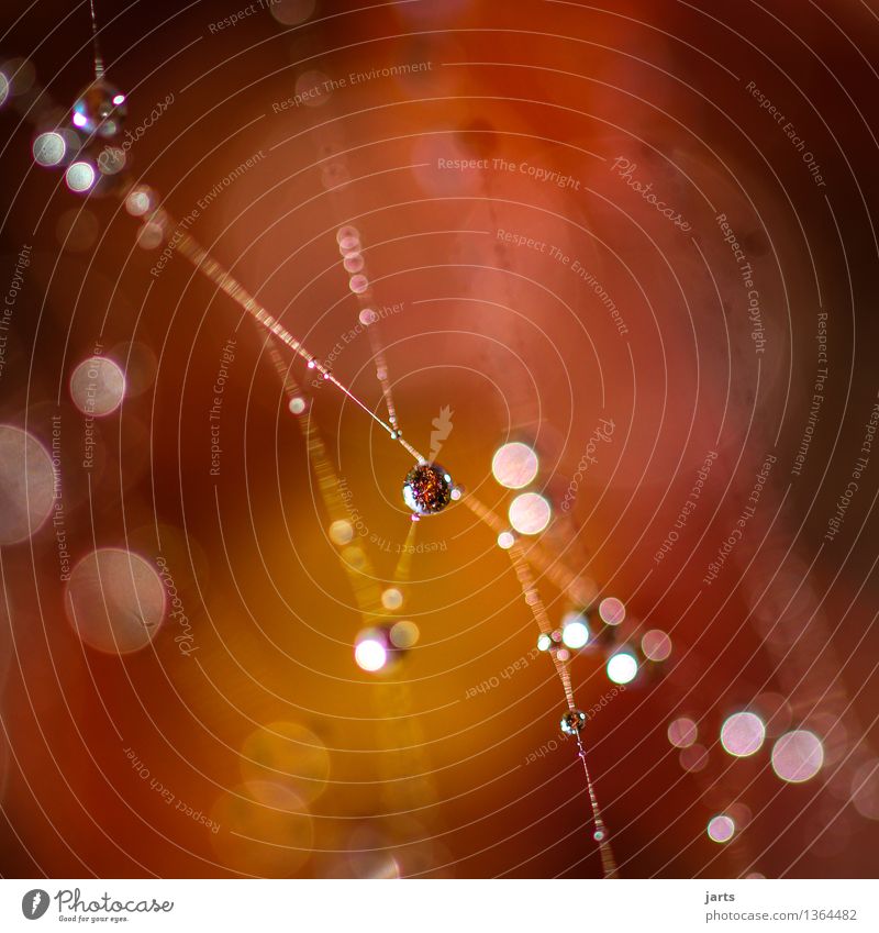 autumn curtain II Drops of water Autumn Beautiful weather Exceptional Fresh Glittering Wet Natural Nature Spider's web Net Colour photo Exterior shot Close-up