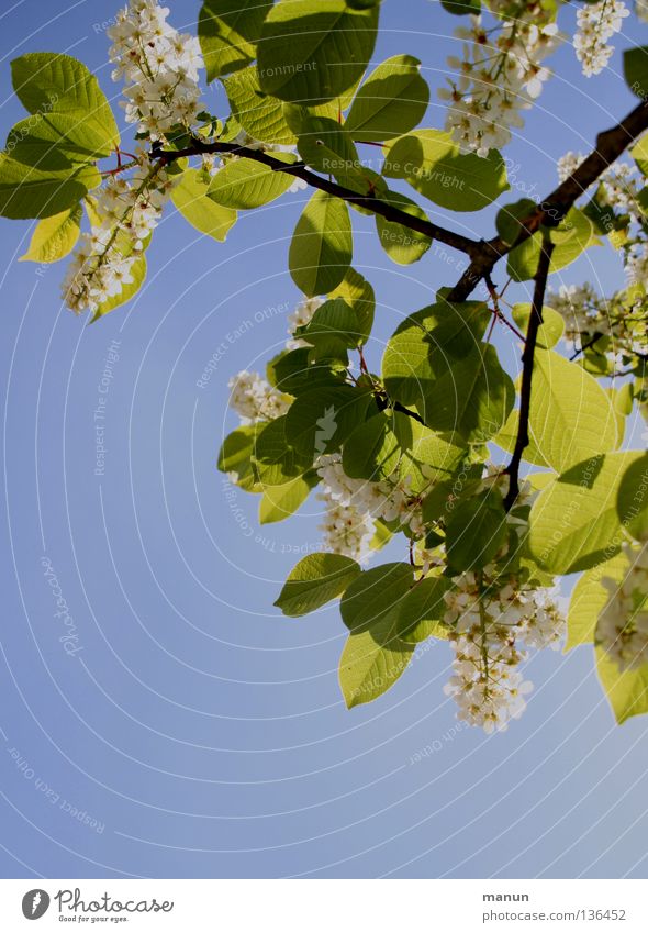 translucent Spring Tree Blossom Leaf canopy Back-light Sky blue Green Yellow White Physics Air Breeze Airy Park Bright Shadow tree blossom Blue Colour Twig