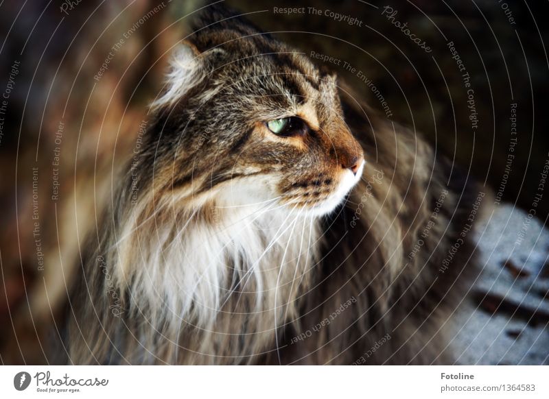 I see you! Animal Pet Cat Animal face Pelt 1 Bright Natural Soft Brown Green Hung-over Cat eyes Maine Coon Colour photo Multicoloured Exterior shot Close-up