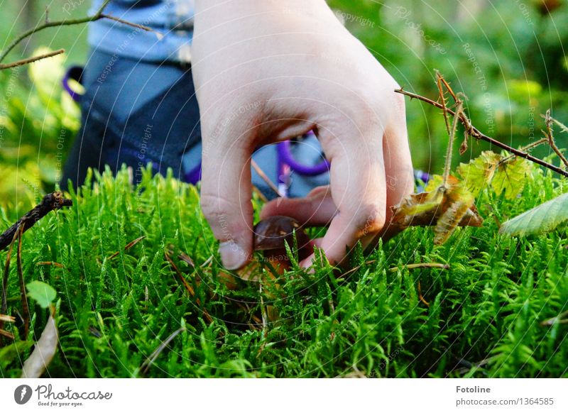 Gotcha! Human being Skin Hand Fingers Environment Nature Plant Autumn Beautiful weather Moss Forest Bright Natural Brown Green Grasp Pick Harvest Footwear