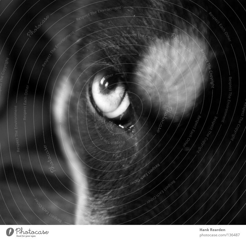 The flying sausage bread Dog Puppydog eyes Husky Animal Pupil Pelt Reflection Watchfulness Mammal Macro (Extreme close-up) Close-up Black & white photo Eyes