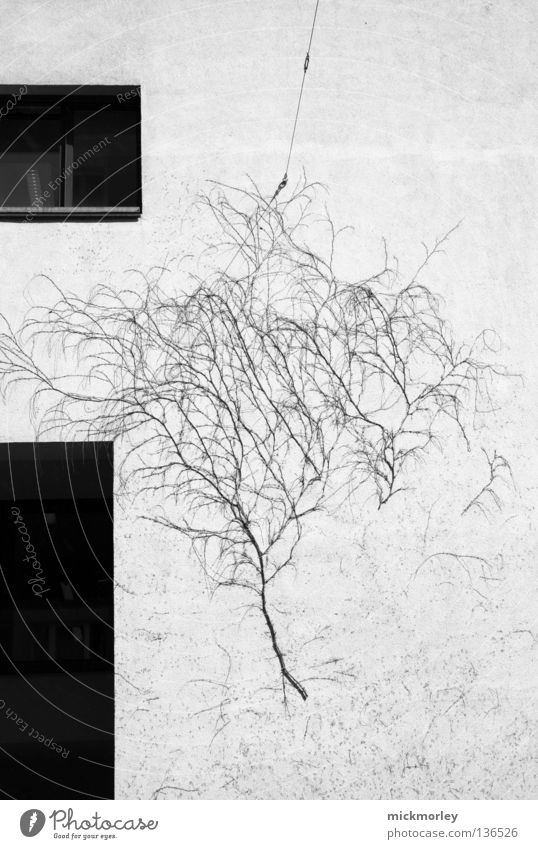 Another Tree on the Wall Wall (building) Bushes Window Really Street art Black White Effect Maturing time Habitat Life Nature Traffic infrastructure reality