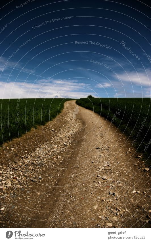 road in the sky Grass Clouds Upward Incline Field Wheat Meadow Green Peace Mountain Lanes & trails Stone Sky Earth Dirty downhill mountain bike