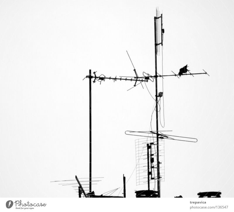 aerial Antenna Roof Television Horizon Tree Bird Waves House (Residential Structure) Raven birds Silhouette Roof antenna Black & white photo Signal Looking