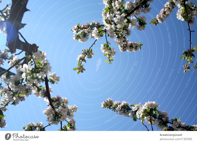 Apple Blossom Sky Tree A Royalty Free Stock Photo From Photocase