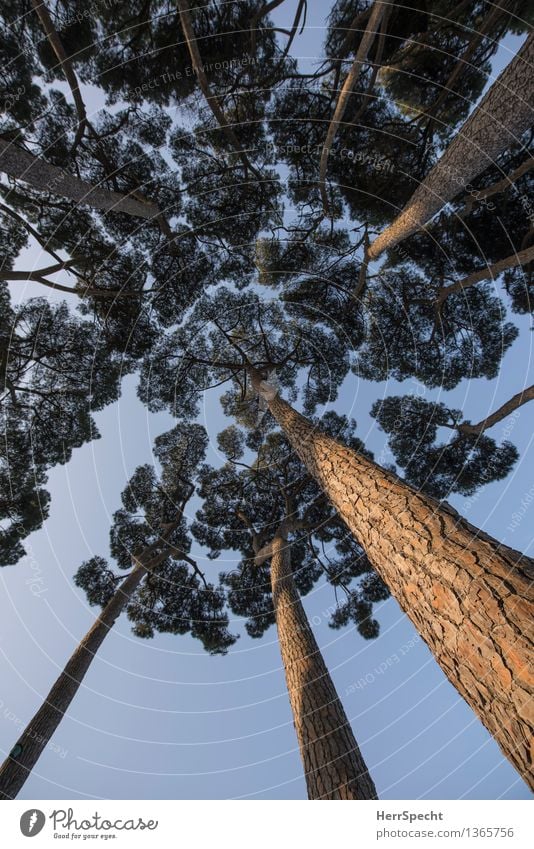 pine forest Sky Cloudless sky Beautiful weather Tree Forest Rome Italy Park Esthetic Tall Natural Stone pine Upward Perspective Treetop Tree trunk Colour photo