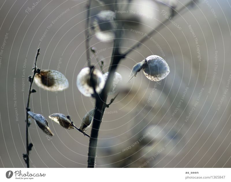 In autumn light Harmonious Relaxation Calm Garden Environment Nature Plant Air Sunlight Autumn Winter Bushes Branch Capsule Seed Wood Old Illuminate Esthetic