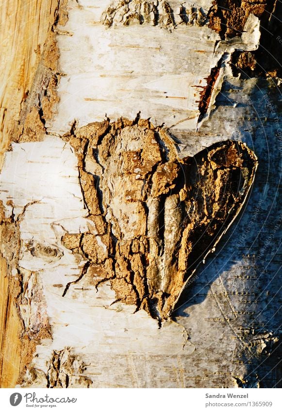 tree-heart Environment Nature Tree Wood Sign Heart Sympathy Love Infatuation Romance Colour photo Exterior shot Abstract Pattern Structures and shapes Deserted