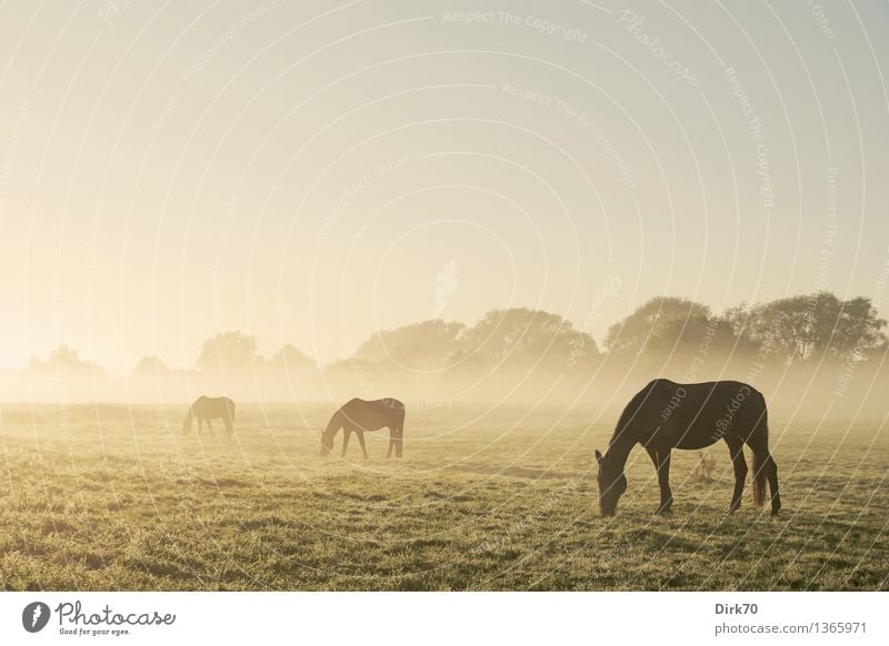 Three horses, staggered and disappearing into the haze... Horse group Group of animals graze grazing Silhouette silhouettes Profile Morning Dawn morning light