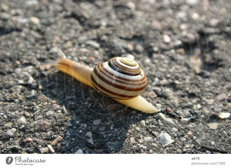 Snail on the way Asphalt Macro (Extreme close-up) Street Snail shell