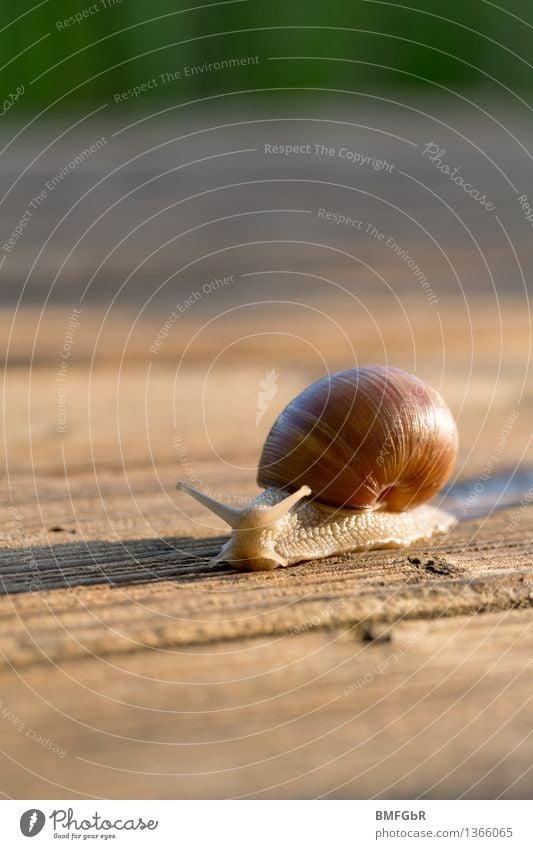 at snail's pace Nutrition Vineyard snail snails Environment Animal Snail 1 Sign Safety Protection Serene Patient Snail shell Withdraw Trust venture forth Effort