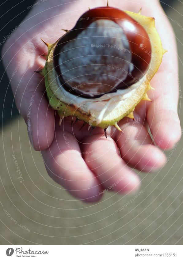 Look! Child Life Hand Fingers 1 Human being Environment Nature Plant Autumn Tree Chestnut Chestnut tree Fruit Sheath To hold on Authentic Fresh Glittering