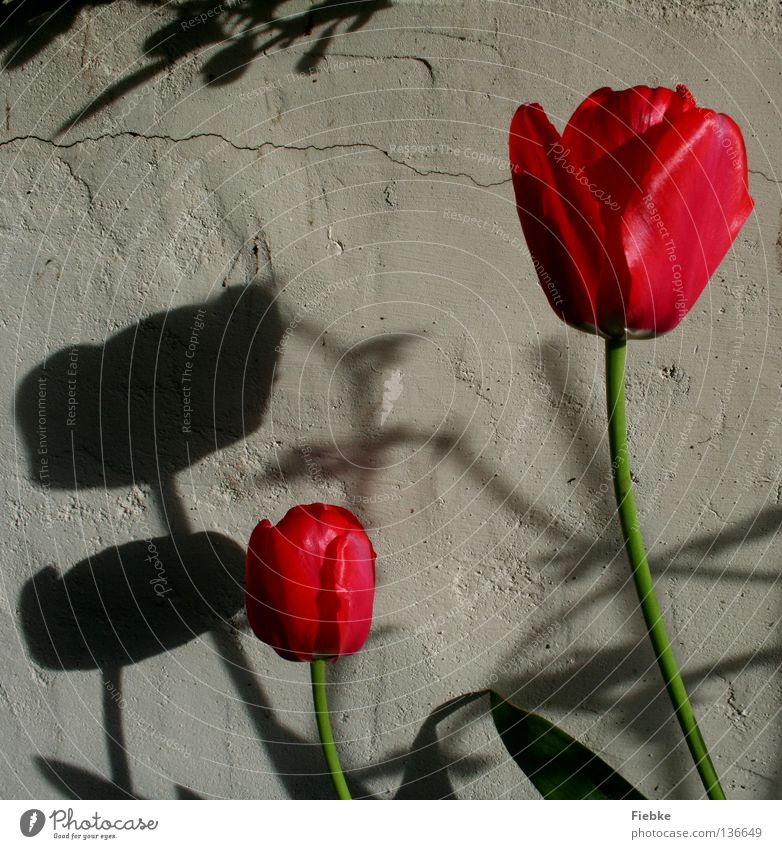 The Colour of Shadow Flower Tulip Red Wall (building) Gray White Blossom Spring Blossom leave Stalk Glittering Shadow play Spring flowering plant Grass Morning