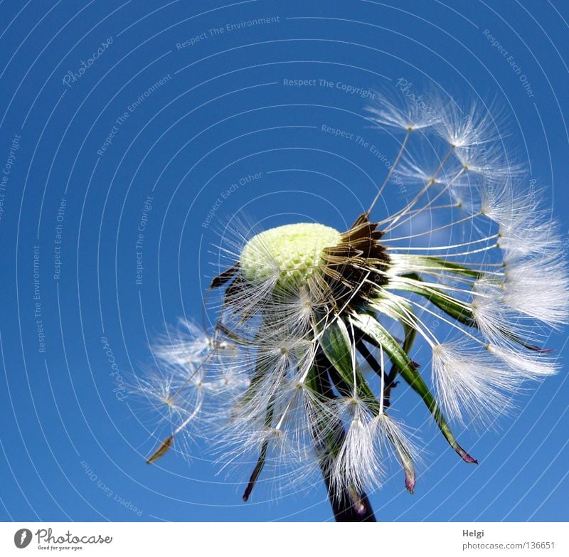 Dandelion, which is already missing many seeds, in front of a blue sky Flower Blow Multiple Sow Summer Spring May Plant Blossoming Meadow Wayside Growth Grown