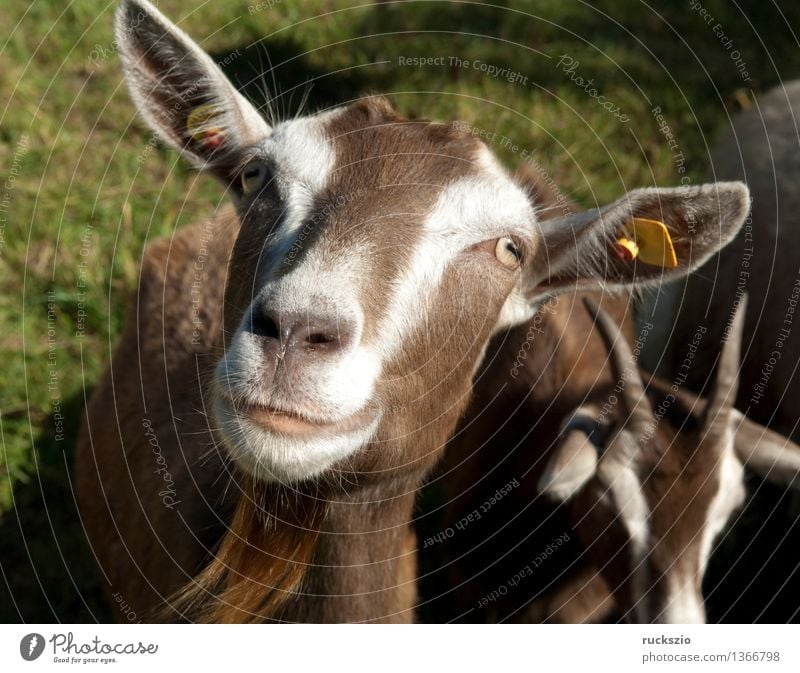 Thuringia, forest goat, endangered, endangered, goat race, Animal Meadow Pet Farm animal Threat Dangerous wood goat Arche-Courtyard Germans breed of goat