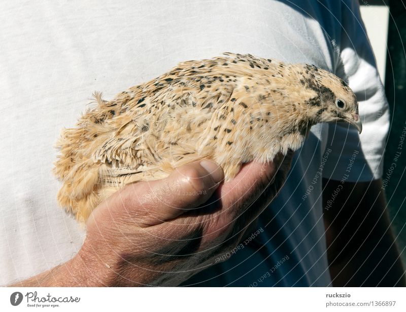 Quails, Quail, Coturnix coturnix Farm animal Bird Touch quails Chicken Bird Egg Quail's egg live stock birds eggs quail eggs Colour photo Exterior shot Close-up