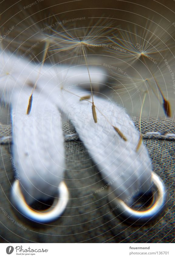 stuck... Footwear To hold on Dandelion Parachute Shoelace Eyelet Get stuck Chained up Seed stay Chucks Close-up Macro (Extreme close-up)