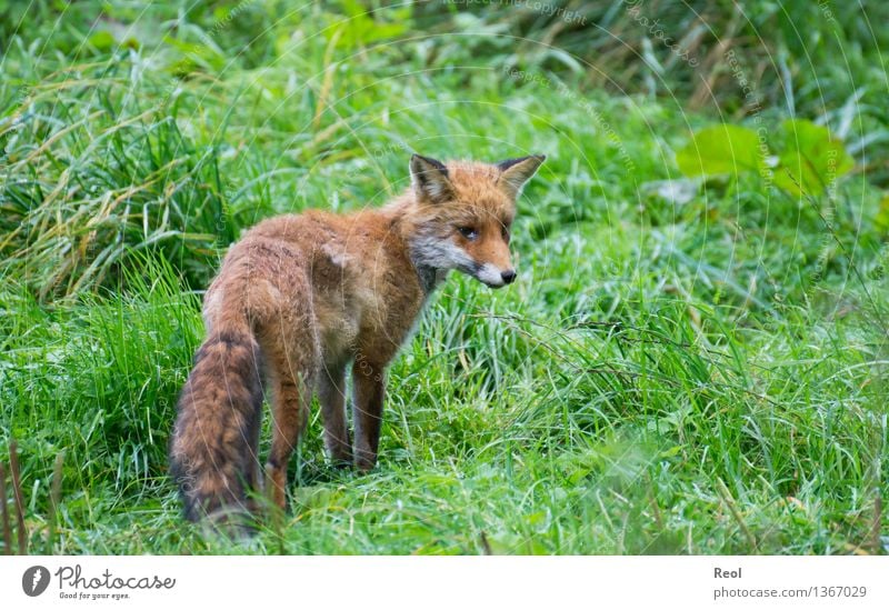 Gretchen Fox Animal - a Royalty Free Stock Photo from Photocase