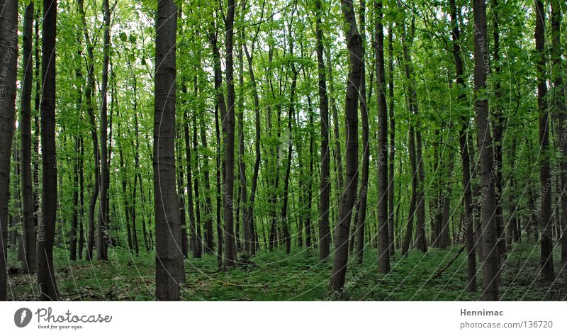 German bush Forest Tree Green Leaf Dark Spring Undergrowth Deciduous tree Tree trunk Tree bark Closed Exterior shot