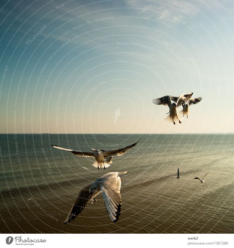 armada Environment Nature Landscape Water Sky Horizon Climate Beautiful weather Baltic Sea Bird Seagull Flock Flying Together Maritime Moody Many Judder