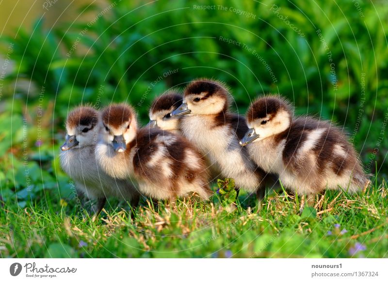 Plant Animal Baby Animal A Royalty Free Stock Photo From Photocase