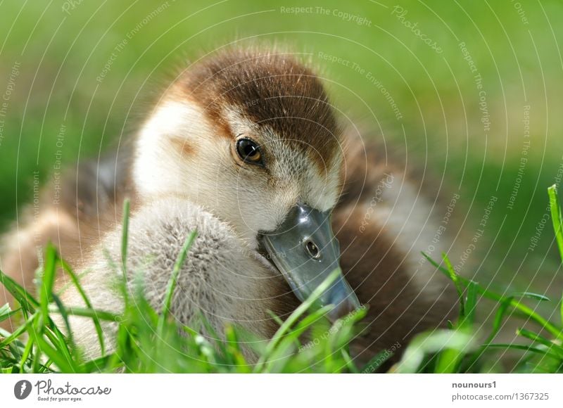 Nile goose chicks in the meadow Animal Wild animal Animal face Nile Goose 1 Baby animal Crouch Sit Cuddly Natural Cute Brown Yellow "fluffy Chick Nature Bird