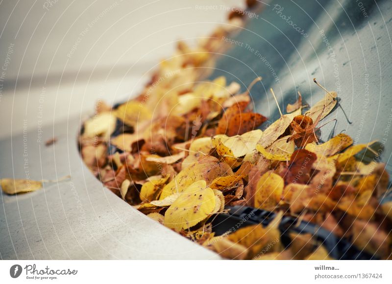 Autumn parking ticket. Autumn leaves on the windshield Leaf Windscreen Car Parking Windscreen wiper Brown Yellow Silver Autumnal leaf fall Colour photo
