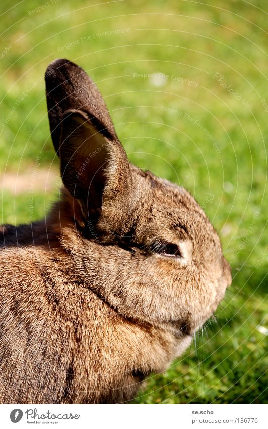 mammoth Hare & Rabbit & Bunny Pygmy rabbit Pet Meadow Feed Summer's day Mammal female hare long-eared nibble Easter Bunny