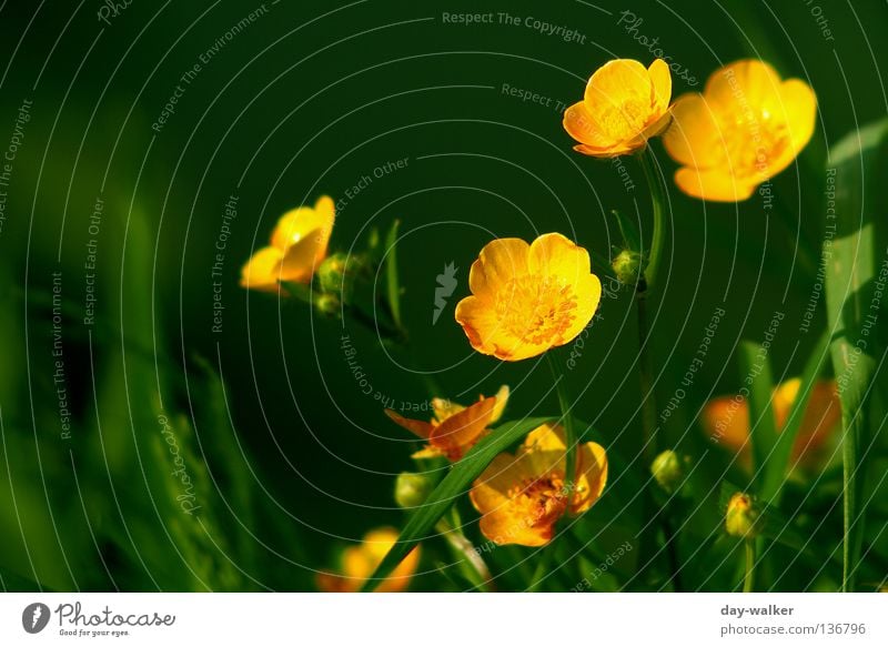 On the sunny side Crowfoot Plant Yellow Blossom Grass Blade of grass Lake Green Blossom leave Globeflower Nature Pollen Coast Escarpment Shadow reflection