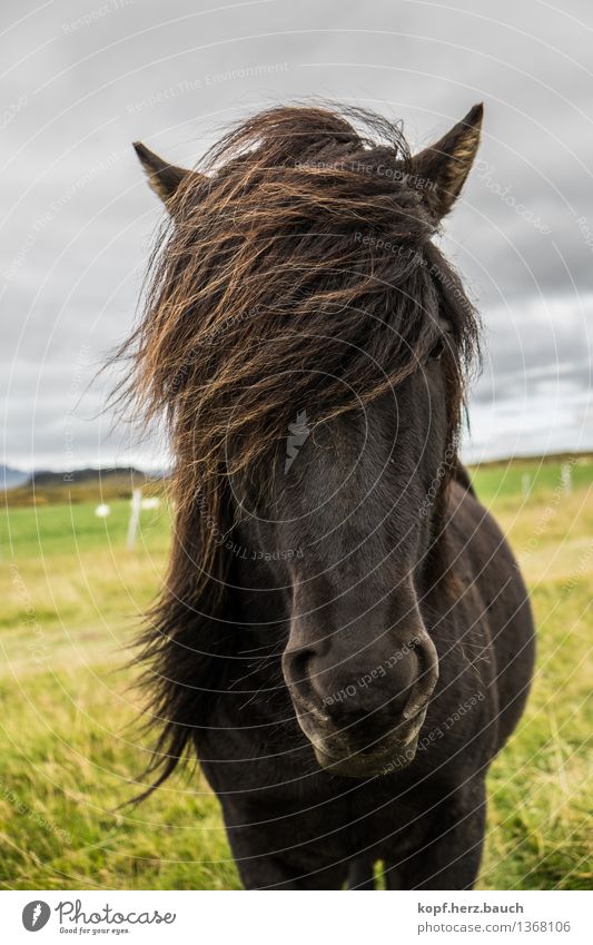 wind Iceland Animal Horse Icelandic horse Bangs Icelander 1 Looking Stand Cool (slang) Brash Wild Power Serene Wind Mane Black Unwavering Colour photo